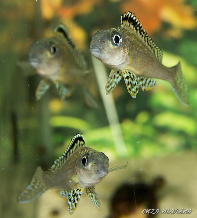 Xenotilapia papilio 'Tembwe (Deux)'